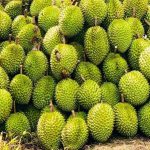 Trung Quốc chấp thuận thêm 829 mã vùng trồng, 131 mã đóng gói sầu riêng Việt Nam