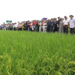Giống lúa chất lượng cao Ngọc Nương 9 lan tỏa trên cánh đồng đại điền Đất Cảng