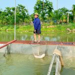 Thành công với mô hình “cá sông trong ao”