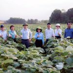 Triển vọng phát triển 3.000ha cây gai xanh tại Quảng Trị