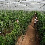 Dự án của FAO góp phần đưa Mộc Châu thành 'Đà Lạt thứ hai”