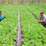 Phát triển nông nghiệp theo hướng bền vững