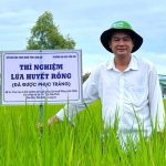 'Hồi sinh' giống lúa mùa đặc sản quý hiếm