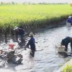 'Con tôm ôm cây lúa' và bước tiến công nghệ giúp nông dân Kiên Giang làm giàu bền vững