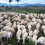 Gỡ khó xây dựng giết mổ tập trung: [Bài 4] Góp phần phòng chống dịch bệnh