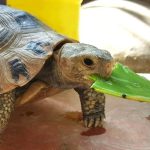 Khi động vật rời rừng, mầm bệnh có thể lan ra cộng đồng