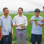 Giống lúa lai HKT99 cho năng suất đạt 83,6 tạ/ha