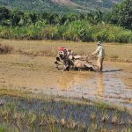 Nước tưới vụ hè thu: Dùng nước tiết kiệm, gieo sạ tập trung