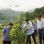 Đánh thức khát vọng thoát nghèo: [Bài 2] Cây mắc ca và hành trình thử thách trên đất nghèo