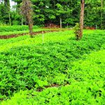 Nông nghiệp tăng tốc nhờ liên kết “5 nhà”