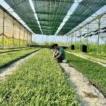 Tưới nước tiết kiệm - “chìa khóa” mở cánh cửa nông nghiệp hiện đại