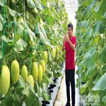 Nông dân Ninh Bình bắt nhịp chuyển đổi số