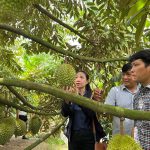 Kế Sách mở lối thoát nghèo từ vườn cây ăn trái