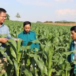 Điểm sáng trong sản xuất nông nghiệp hữu cơ