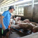 Giá heo hơi miền Nam cao nhất nước, dao động từ 74-75 ngàn đồng/kg
