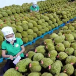 Xây dựng thương hiệu quốc gia cho sầu riêng Việt Nam