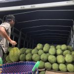 Bộ trưởng Bộ Nông nghiệp và Môi trường: Sẽ có thông tư siết mã số sầu riêng