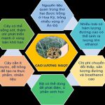 Cao lương ngọt và công nghệ nano: giải pháp đột phá trong sản xuất bioethanol hướng tới phát triển bền vững