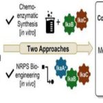 Tiến bộ enzyme và di truyền tối ưu hóa quá trình tổng hợp các sản phẩm tự nhiên tiềm năng