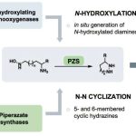 Các enzyme tối ưu hóa thúc đẩy liên kết nitơ-nitơ để tạo ra các hợp chất có hoạt tính sinh học