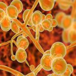 Các hạt nano có mục tiêu hứa hẹn mang lại phương pháp điều trị chống nấm hiệu quả hơn