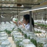 Đưa công nghệ vào sản xuất giống cây trồng