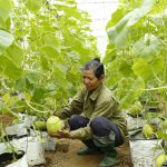 Xây dựng các mô hình sản xuất theo hướng ứng dụng khoa học - công nghệ