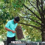 Bí quyết nuôi ong theo mùa hoa tự nhiên
