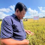 Cánh đồng không khói ở Bạc Liêu
