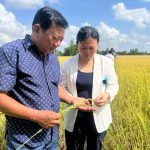 Bồi bổ đất, thay đổi thói quen đốt rơm rạ bằng chế phẩm EMUNIV