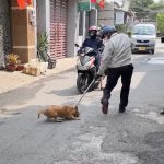 15.000 người ở Đồng Nai phải đi tiêm huyết thanh kháng dại