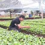 Rộn ràng mùa xuống giống cà phê