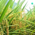 Giống lúa mới Syn18 năng suất cao, cơm dẻo thơm đậm đà