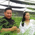 Nông sản công nghệ cao vươn xứ sở kim chi
