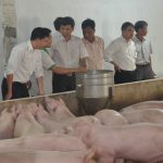 Ra mắt Hệ thống truy xuất nguồn gốc cơ sở chăn nuôi, sản phẩm chăn nuôi