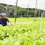 Ứng dụng khoa học kỹ thuật vào sản xuất nông nghiệp trước biến đổi khí hậu