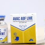 Người chăn nuôi cần thông tin chính thống để tin vaccine dịch tả lợn Châu Phi