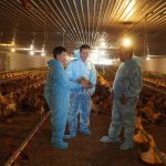 Ứng dụng công nghệ tự động, trại gà đứng vững trước dịch bệnh