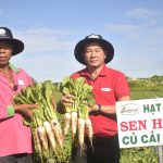 Trồng màu thu nhập 500 triệu đồng/năm nhờ nhạy bén sử dụng giống mới