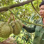 'Hành động tập thể' sản xuất sầu riêng đáp ứng yêu cầu xuất khẩu