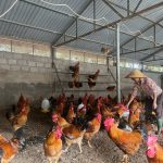 Gà khỏe mạnh, thịt săn chắc, thơm ngon nhờ thức ăn vi sinh