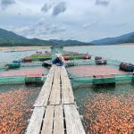 Xây dựng chuỗi liên kết nuôi cá điêu hồng xuất khẩu
