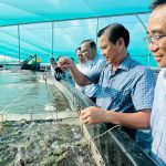 Ứng dụng công nghệ cao nâng tầm ngành tôm Bạc Liêu