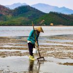 Theo dấu 'vàng ròng' giữa lòng biển Quan Lạn