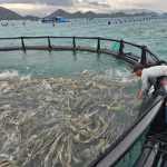 Chiến lược 'hái tiền tỷ' nhờ mô hình nuôi thủy sản ngoài khơi
