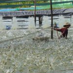 Sản lượng tôm nuôi tăng mạnh nhờ ứng dụng công nghệ cao