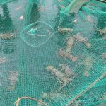 Khoa học công nghệ - Đổi mới sáng tạo - Chuyển đổi số: Động lực phát triển đột phá ngành thủy sản
