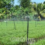 Niềm tin về nông nghiệp sạch