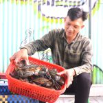 Kiên Giang đa dạng hình thức nuôi cua biển