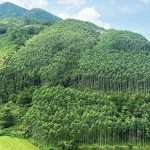 Lâm nghiệp chững lại, thủy sản tăng trưởng trong tháng 5